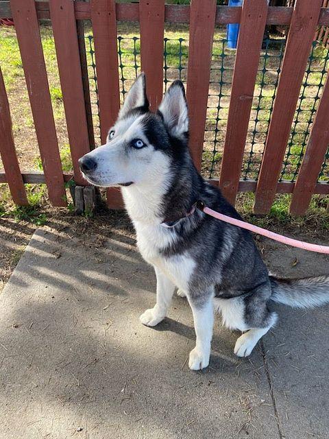 Enlarge Tracey (Nova) *VOLUNTEER FAVORITE*, a ADOPTABLE mixed breed in Studio City, CA image 4/4