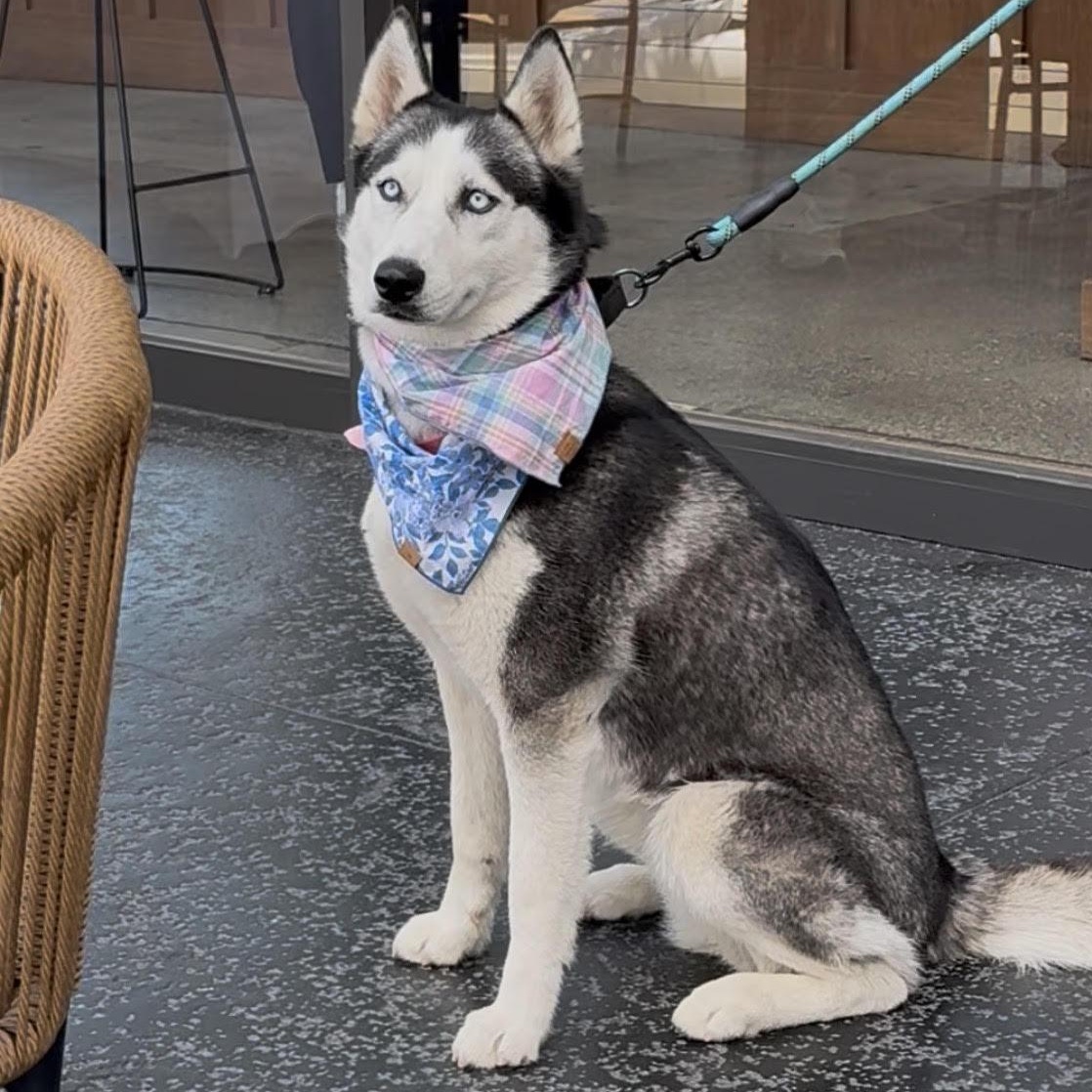 Tracey (Nova) *VOLUNTEER FAVORITE*, ADOPTABLE, Adult Female Siberian Husky & Husky.