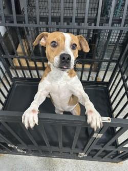 Enlarge Lizzy, a ADOPTABLE mixed breed in Woodbine, GA image 1/1