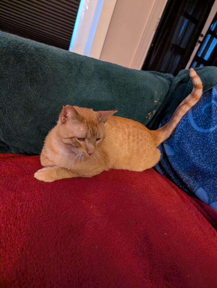 Enlarge Morrie, a Adoptable Domestic Short Hair in Oak Park, MI image 1/3