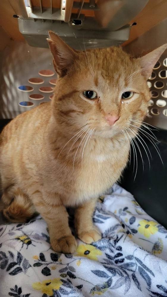 Enlarge Morrie, a Adoptable Domestic Short Hair in Oak Park, MI image 2/3