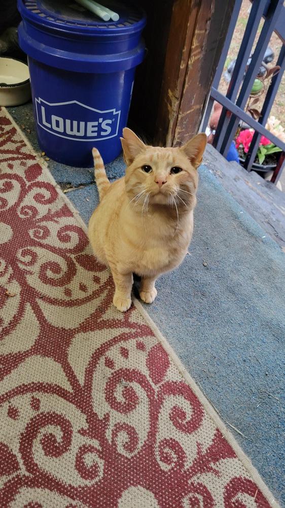 Enlarge Morrie, a Adoptable Domestic Short Hair in Oak Park, MI image 3/3