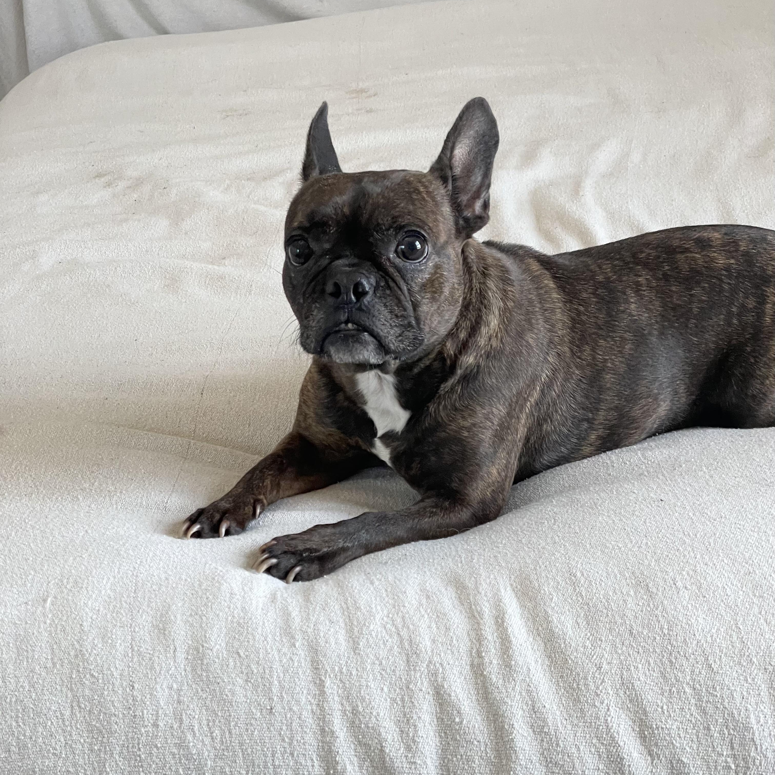 Enlarge Silly sweet Kali, a ADOPTABLE French Bulldog in West Hartford , CT image 3/4
