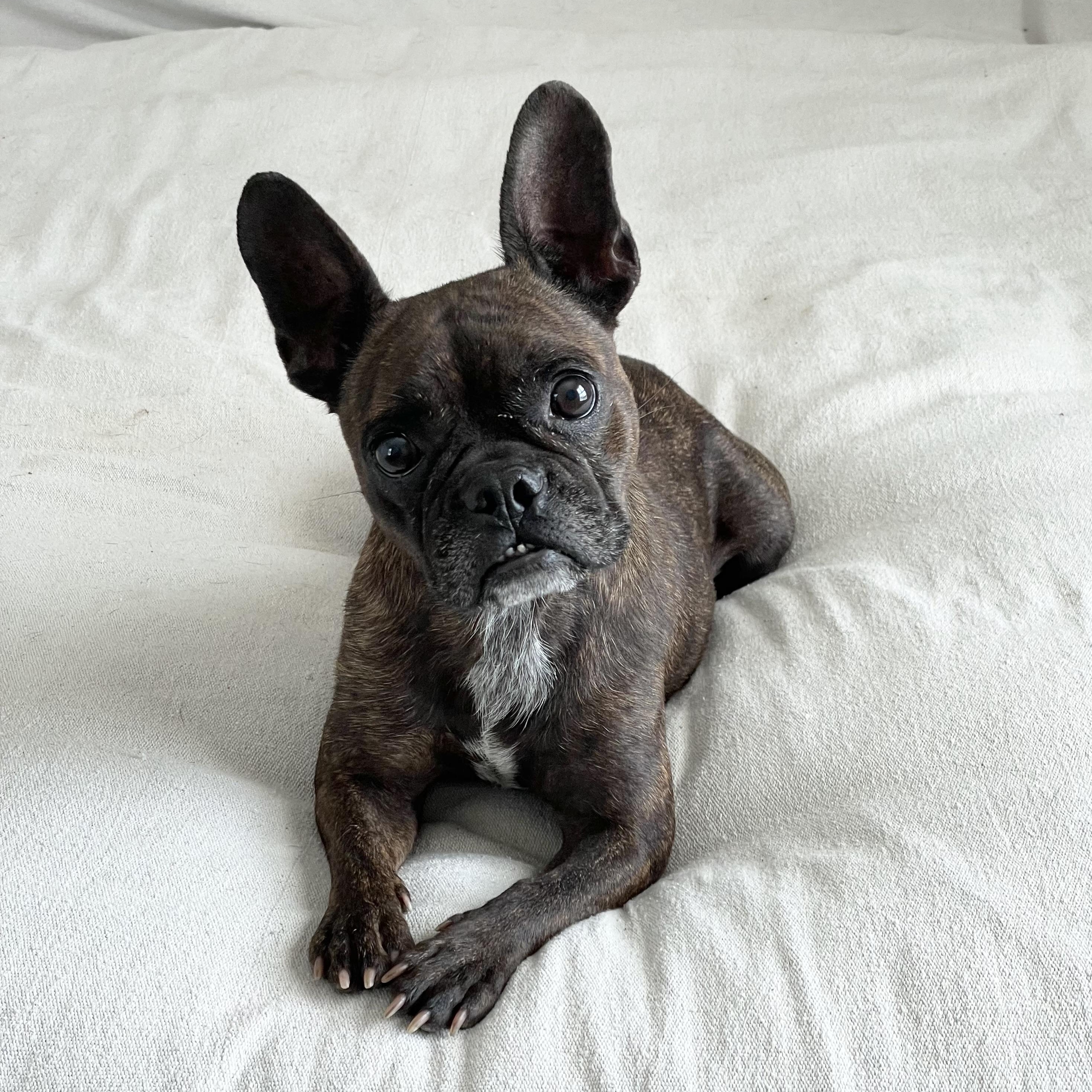 Silly sweet Kali, ADOPTABLE, Adult Female French Bulldog.