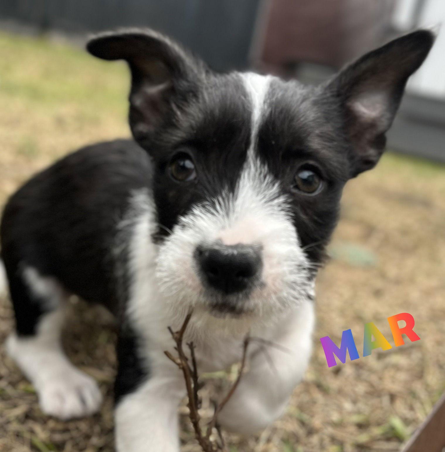 Mar (lene Dietrich) #movie-star-litter, Adopted, Puppy Female Jack Russell Terrier & Schnauzer.