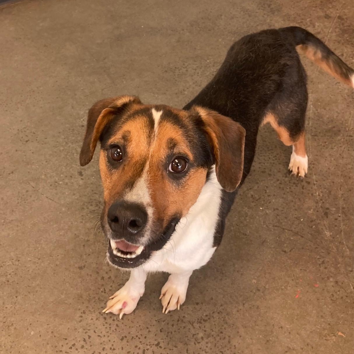 Enlarge Max, an adoptable Mixed Breed in Mishawaka, IN image 1/6