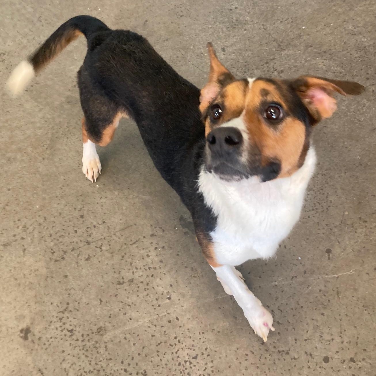 Enlarge Max, an adoptable Mixed Breed in Mishawaka, IN image 2/6