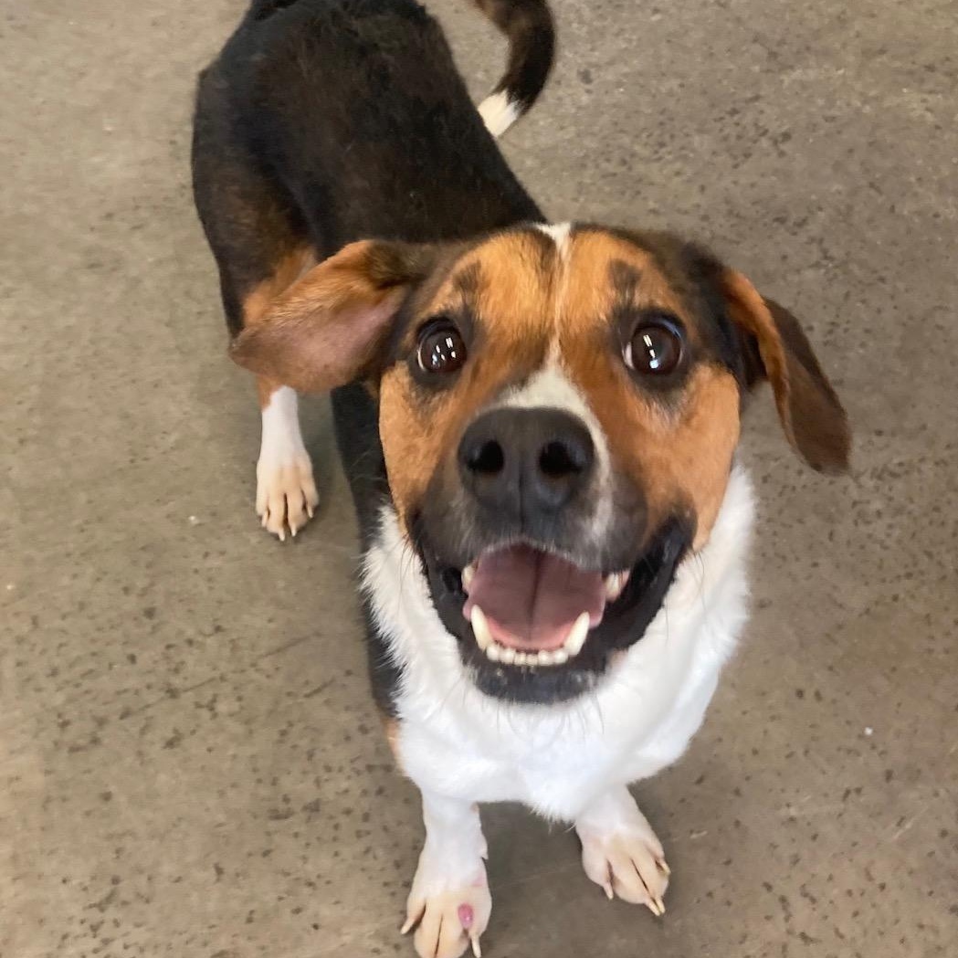 Enlarge Max, an adoptable Mixed Breed in Mishawaka, IN image 3/6