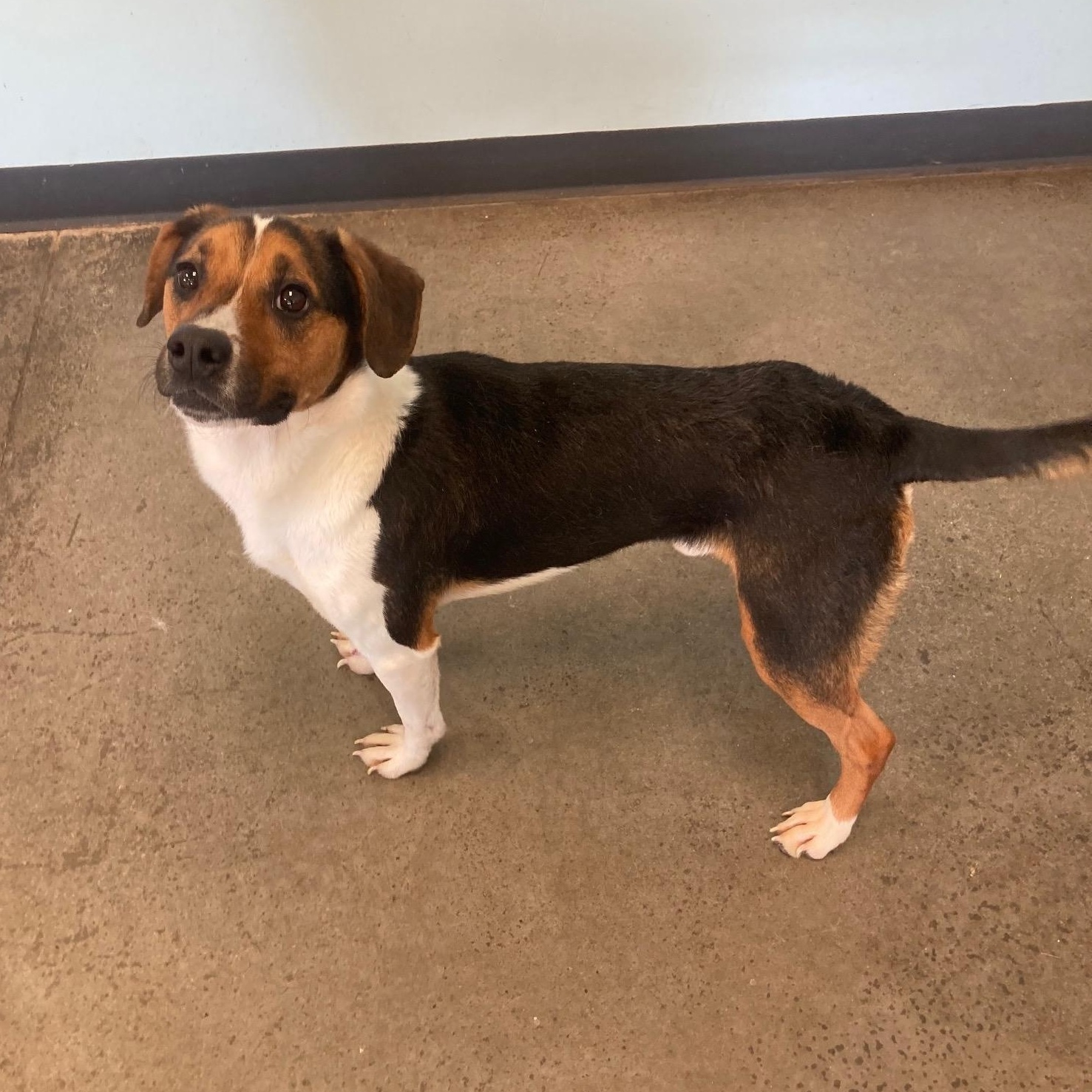 Enlarge Max, an adoptable Mixed Breed in Mishawaka, IN image 4/6