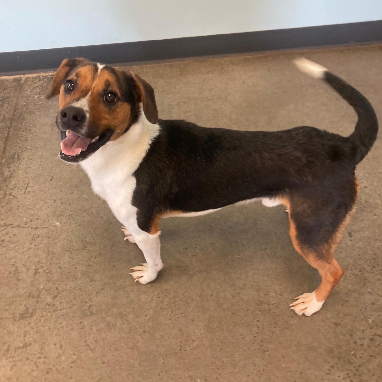 Enlarge Max, an adoptable Mixed Breed in Mishawaka, IN image 5/6