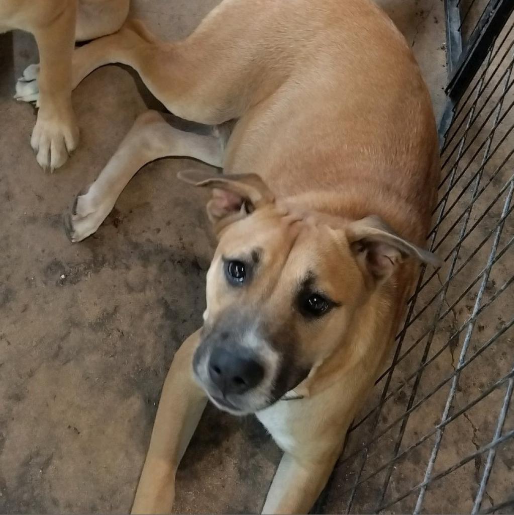 Holden, Adoptable, Adult Male Shepherd & Border Collie.