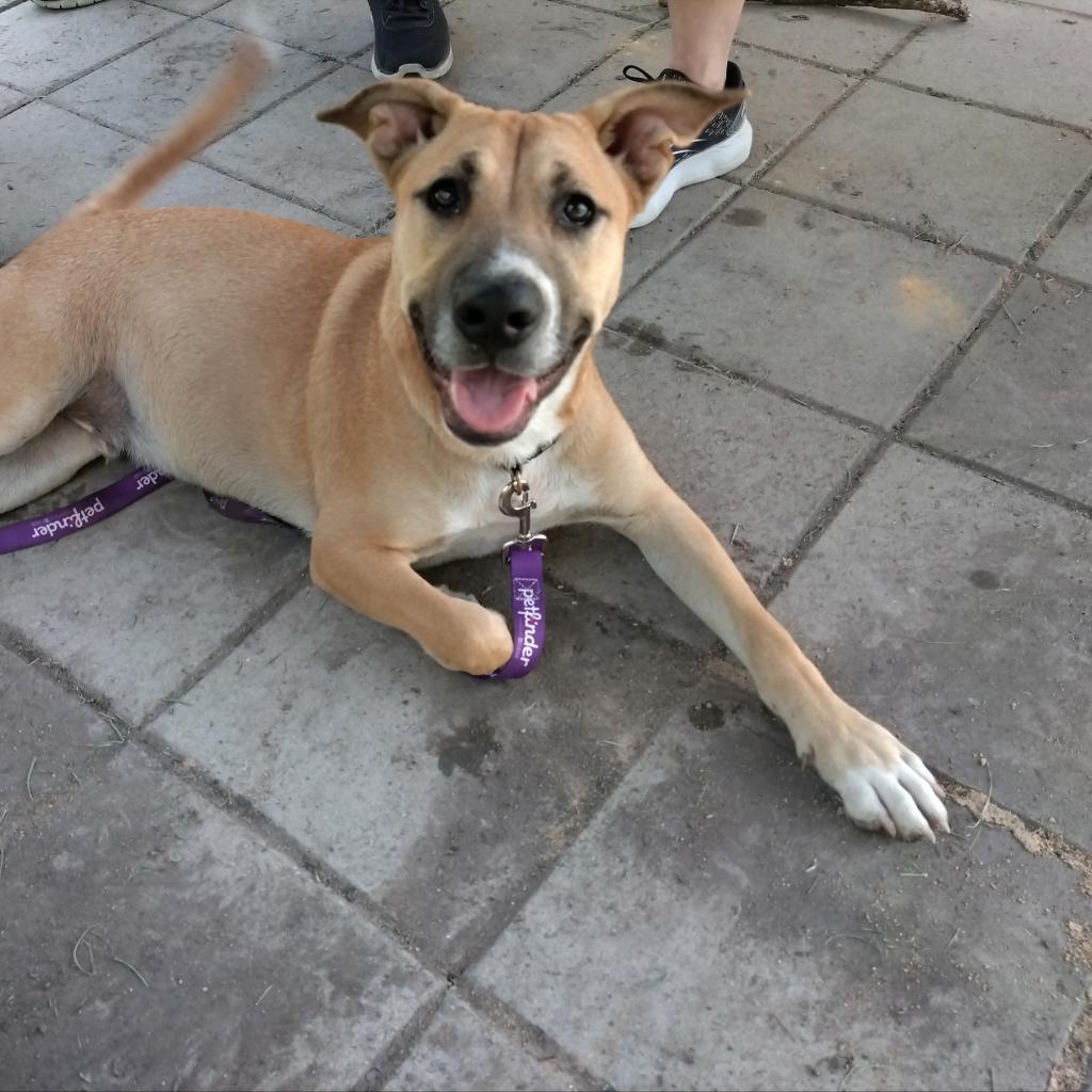 Enlarge Holden, a Adoptable mixed breed in San Antonio, TX image 2/4