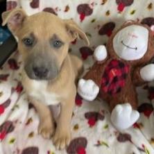 Enlarge Holden, a Adoptable mixed breed in San Antonio, TX image 3/4