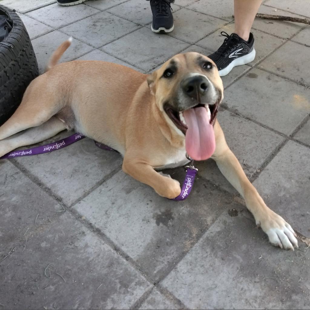 Enlarge Holden, a Adoptable mixed breed in San Antonio, TX image 4/4