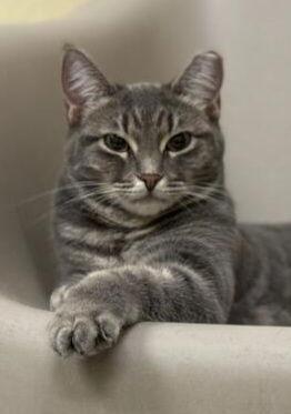 Bellatrix, Adoptable, Young Female Domestic Short Hair.
