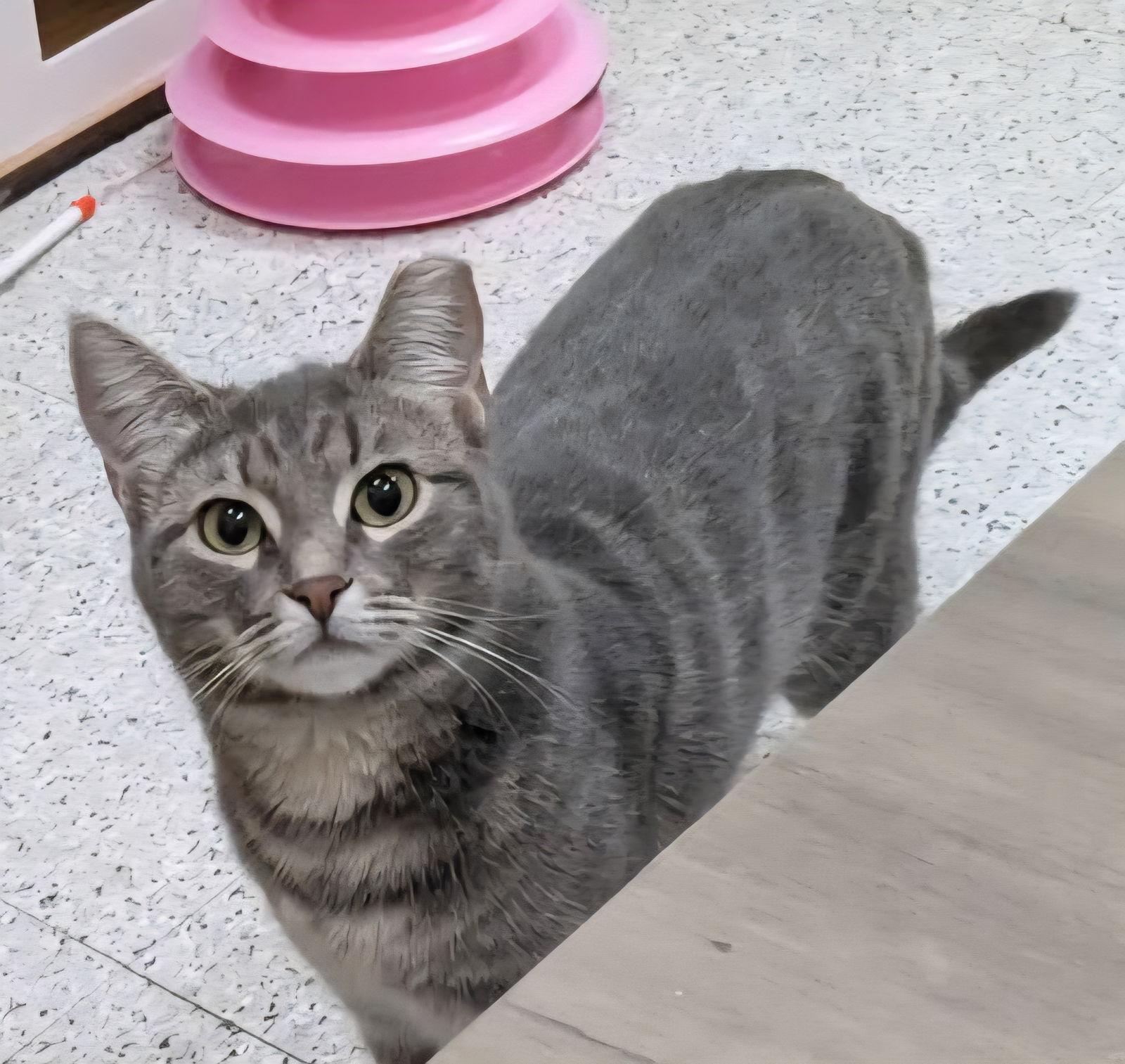 Enlarge Bellatrix, a Adoptable Domestic Short Hair in Phoenix, AZ image 3/3