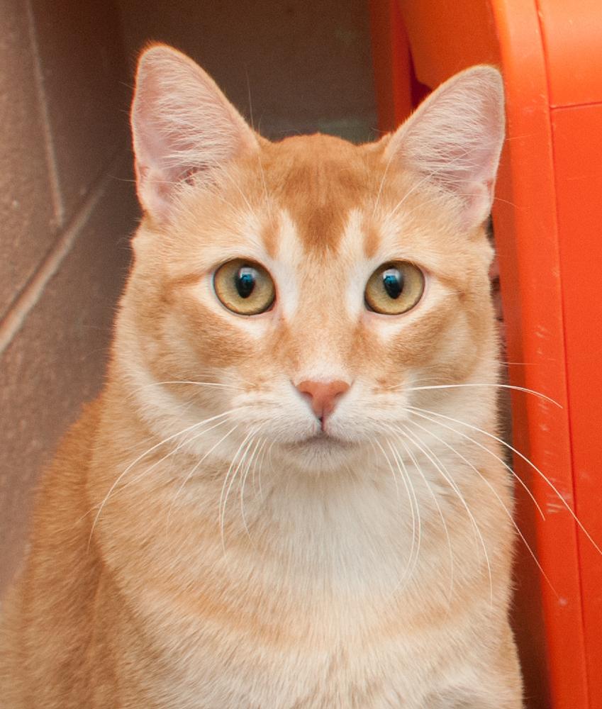 Enlarge Pops (gets adopted with Sophie), an adopted Tabby in Westminster, CO image 1/4