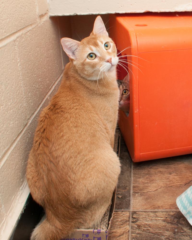 Enlarge Pops (gets adopted with Sophie), an adopted Tabby in Westminster, CO image 3/4