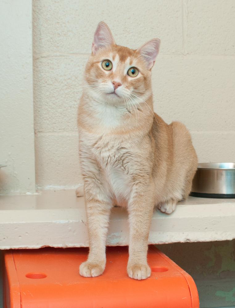 Enlarge Pops (gets adopted with Sophie), an adopted Tabby in Westminster, CO image 2/4