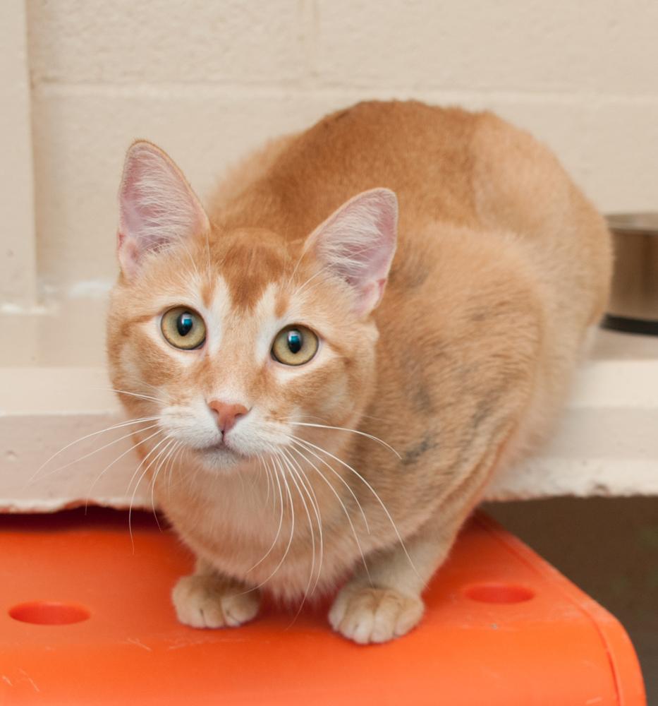 Enlarge Pops (gets adopted with Sophie), an adopted Tabby in Westminster, CO image 4/4