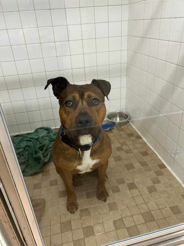 Enlarge Toast, a Adoptable Mixed Breed in Utica, MI image 1/1