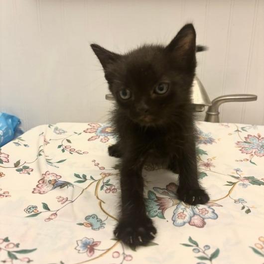 Latte 15, Adoptable, Kitten Male Domestic Short Hair.