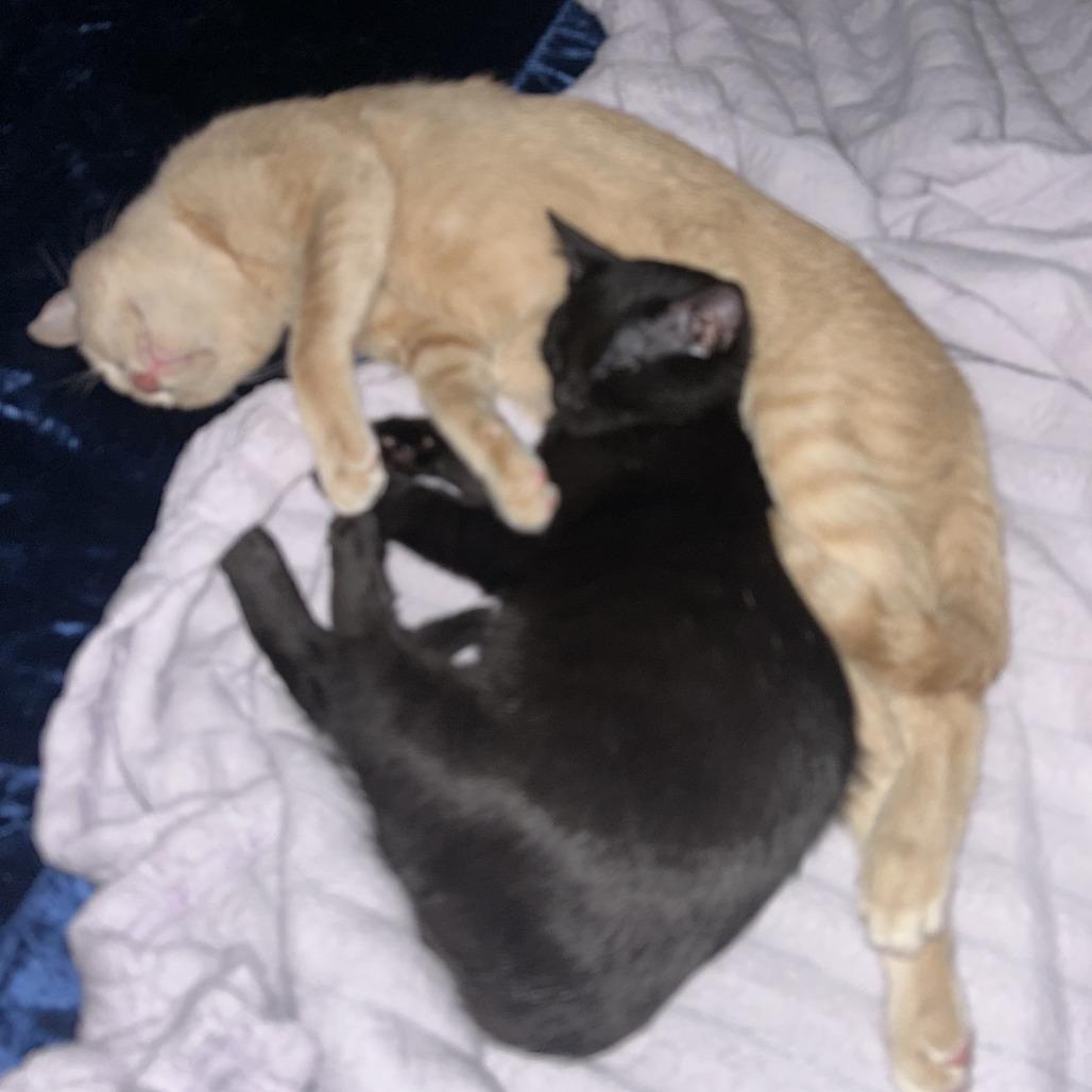 Enlarge Latte 15, a Adoptable Domestic Short Hair in Austin, TX image 2/6