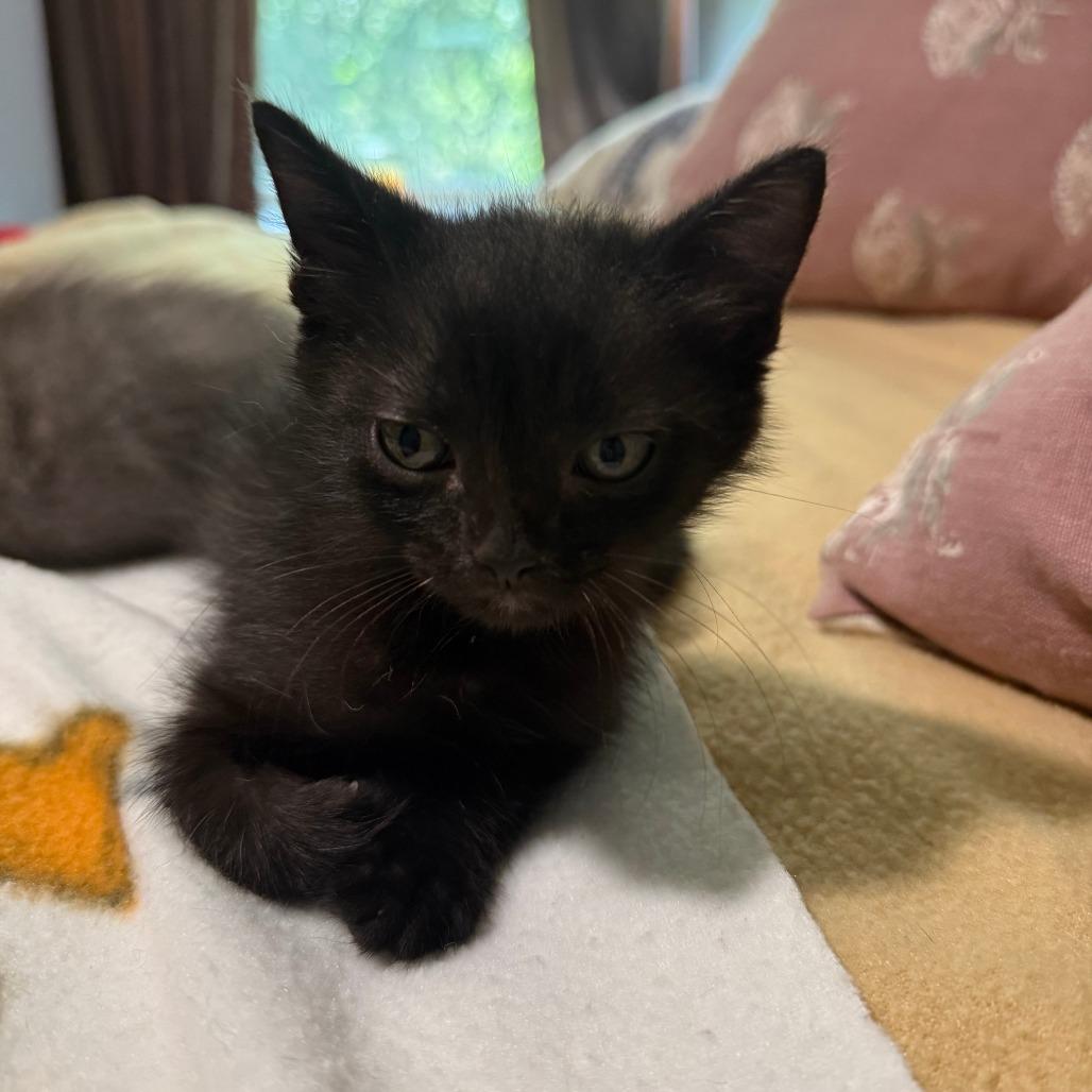 Enlarge Latte 15, a Adoptable Domestic Short Hair in Austin, TX image 3/6