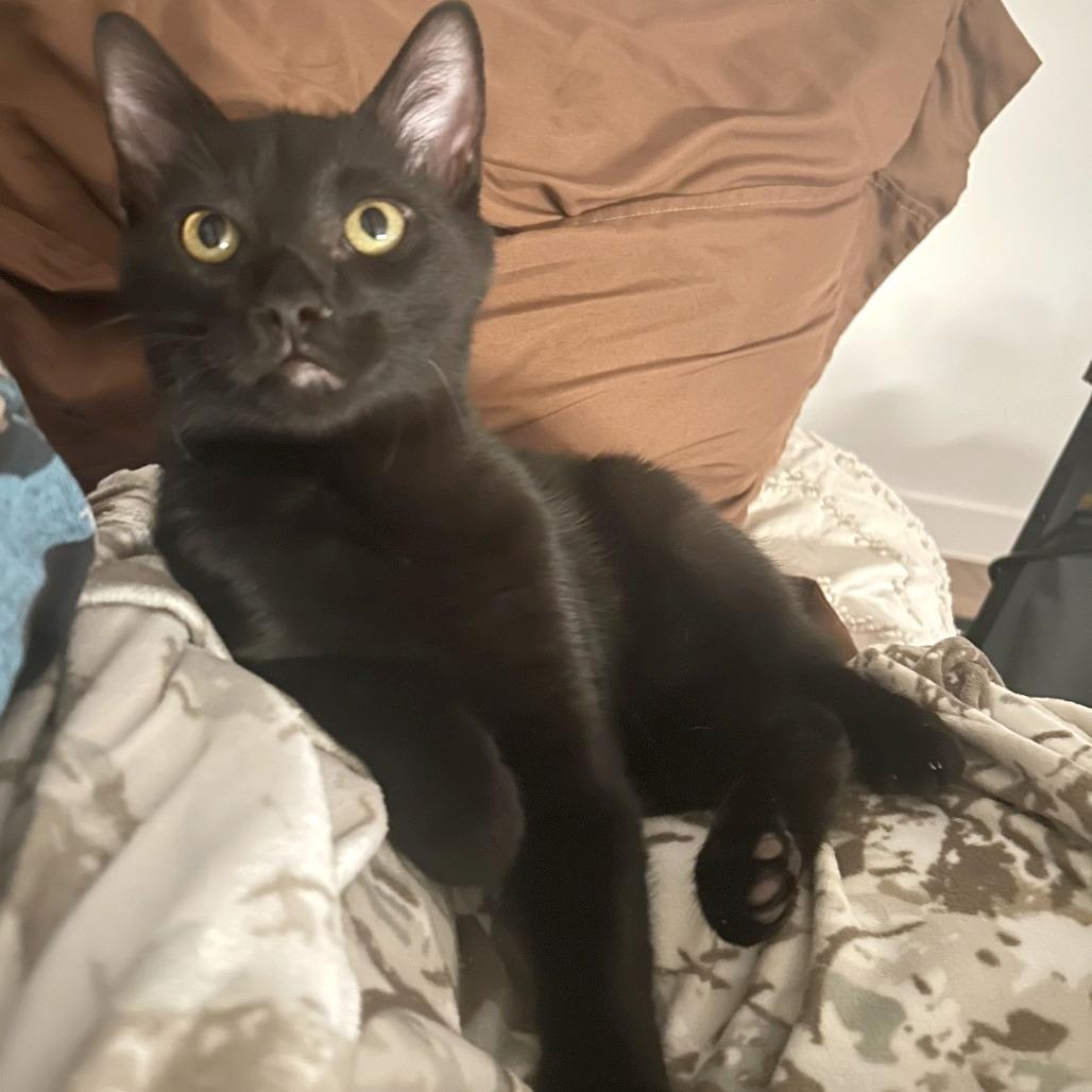 Enlarge Latte 15, a Adoptable Domestic Short Hair in Austin, TX image 4/6