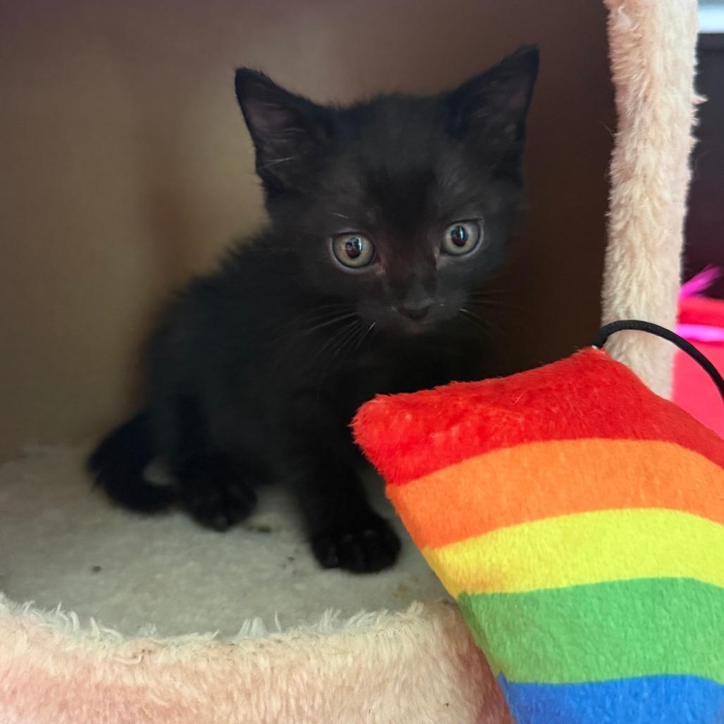 Enlarge Latte 15, a Adoptable Domestic Short Hair in Austin, TX image 5/6