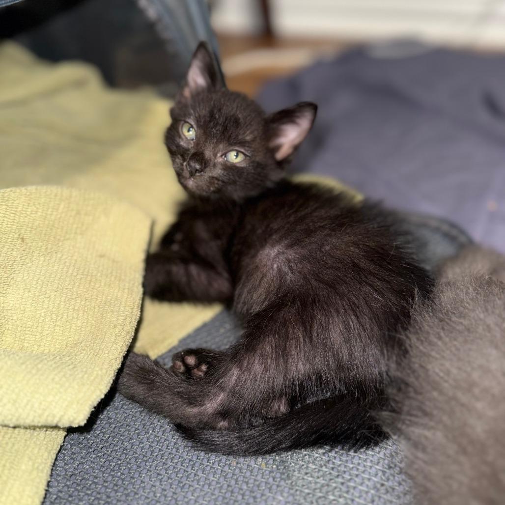 Enlarge Latte 15, a Adoptable Domestic Short Hair in Austin, TX image 6/6