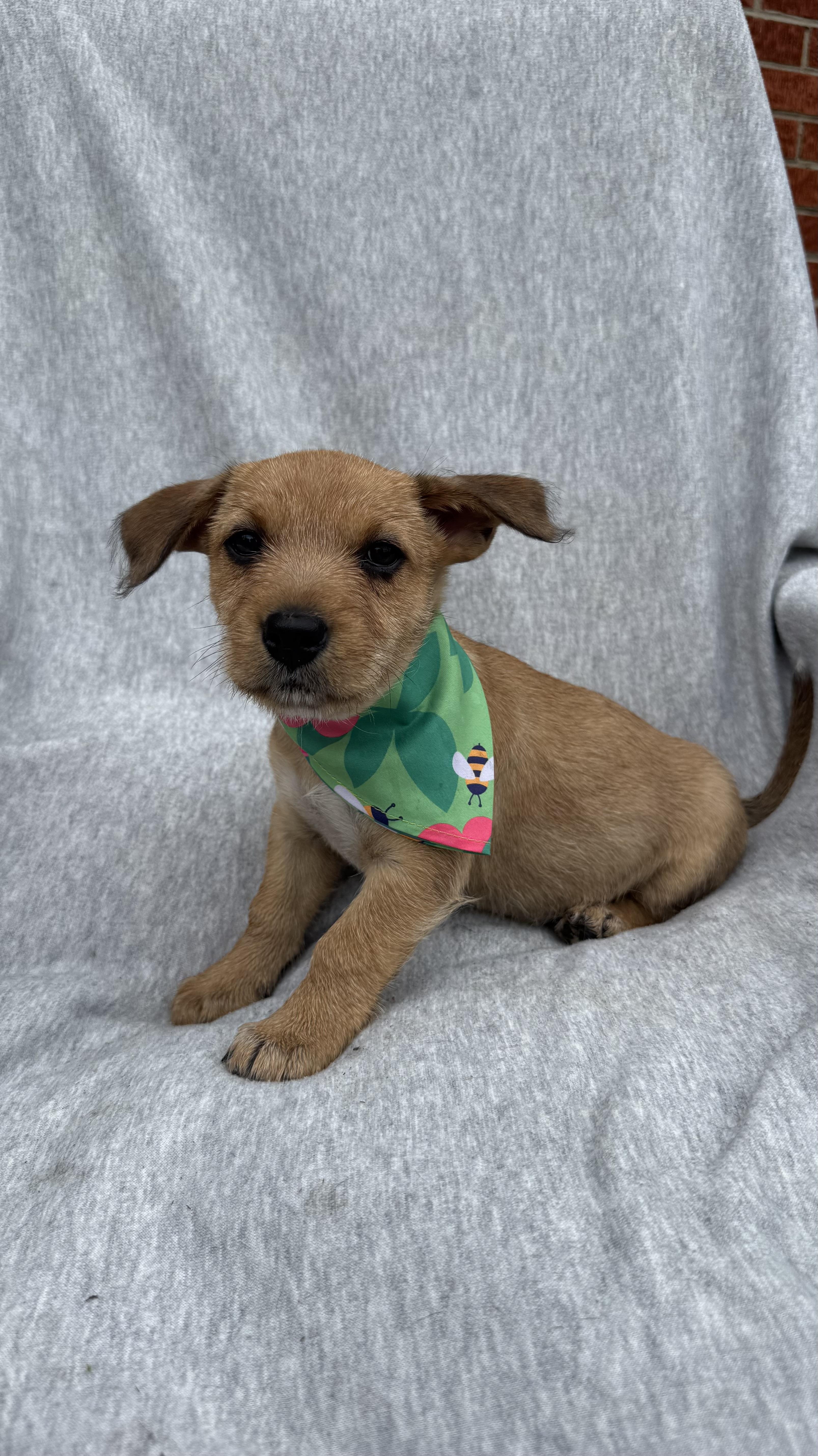 Reba, an adoptable mixed breed in Knoxville, TN image 4/6