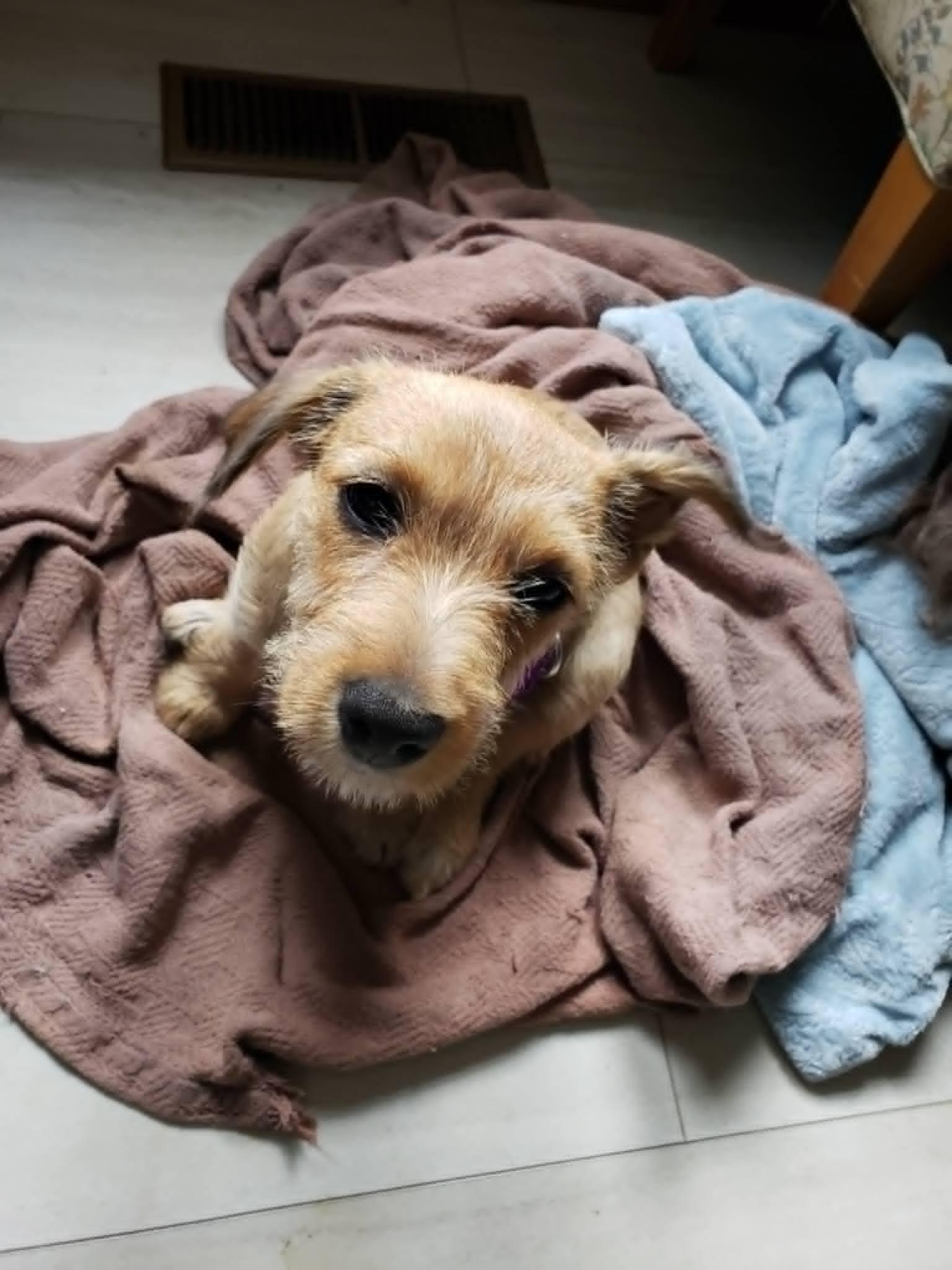 Reba, an adoptable mixed breed in Knoxville, TN image 1/6