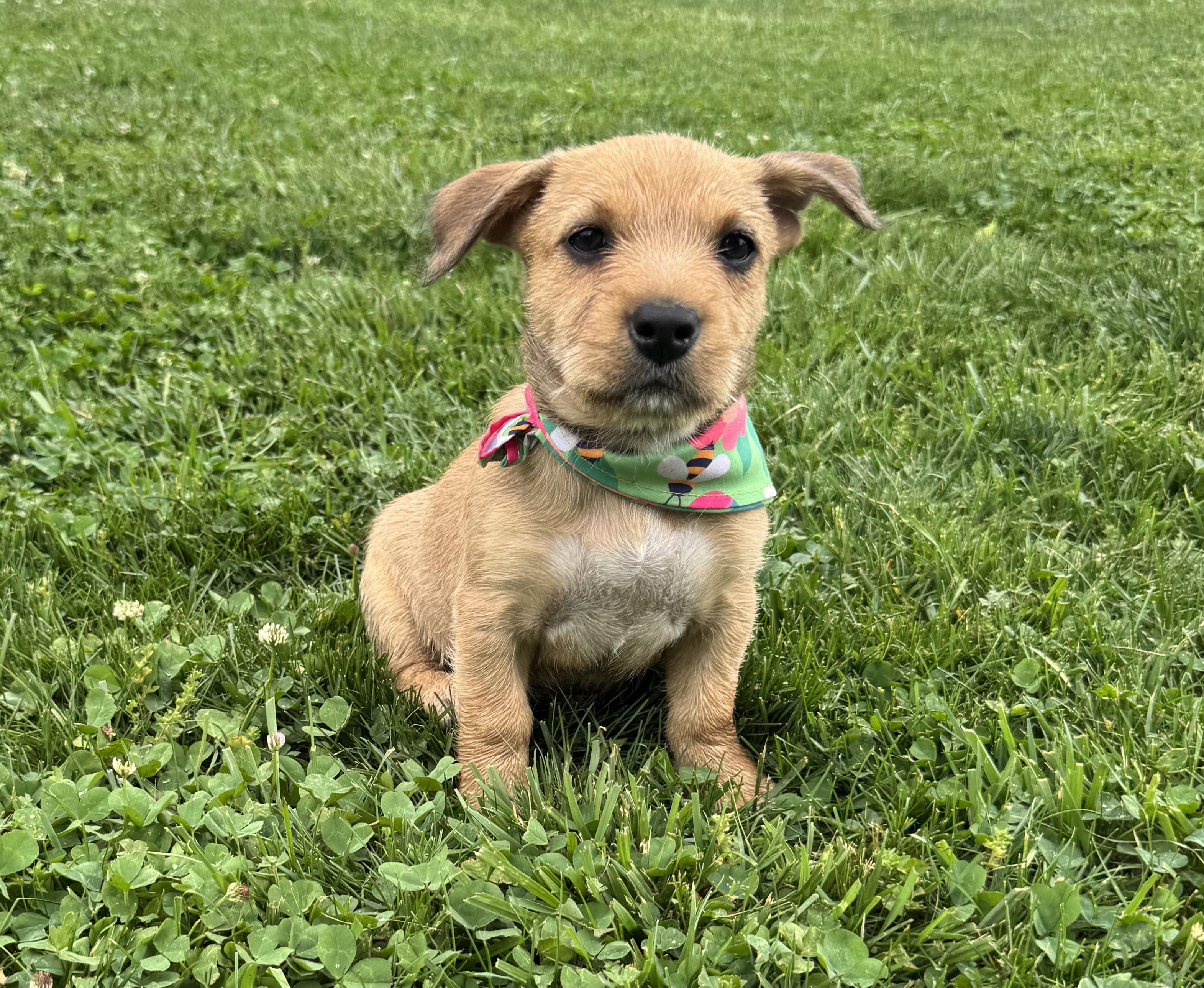 Reba, an adoptable mixed breed in Knoxville, TN image 2/6