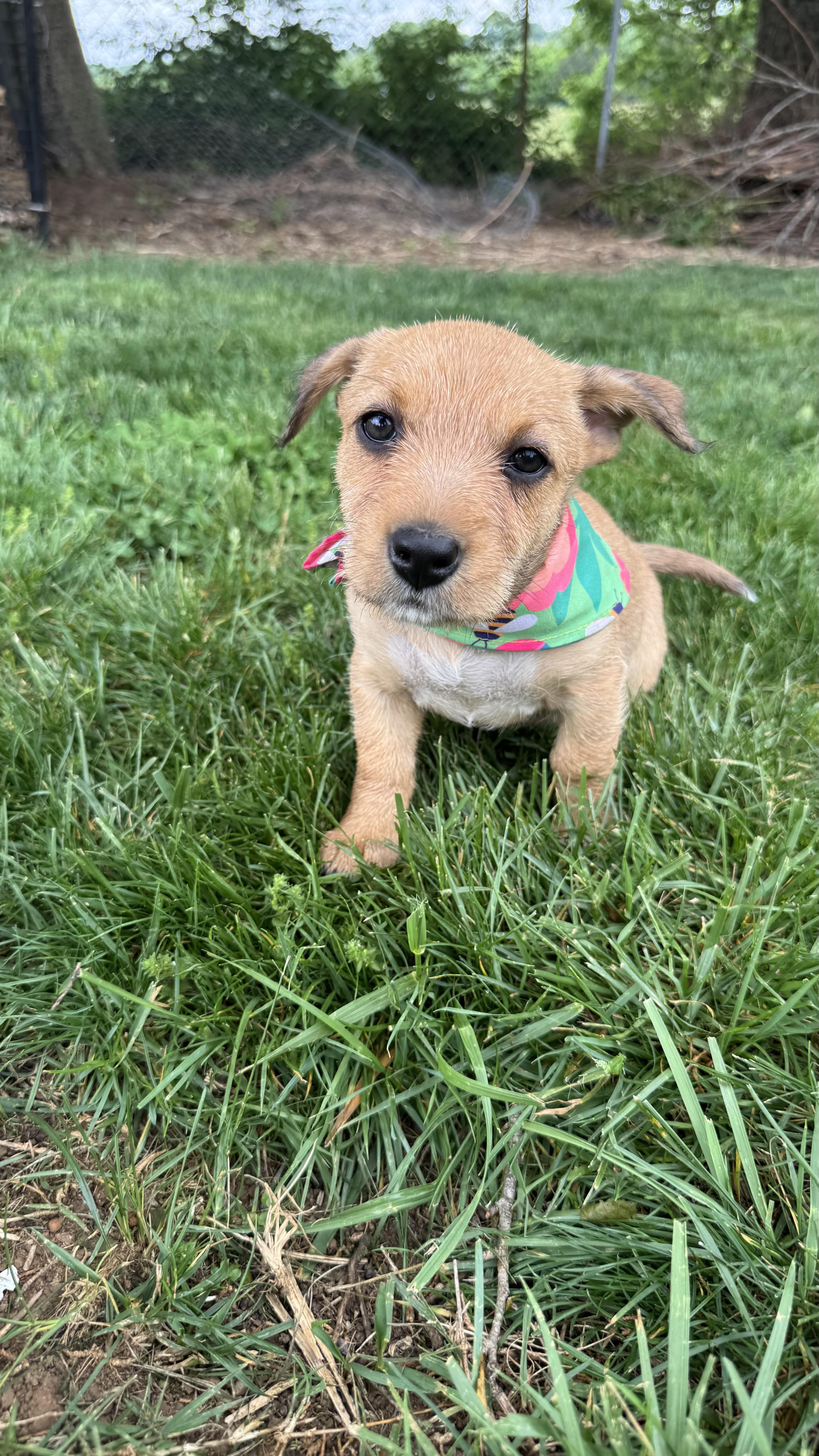 Reba, an adoptable mixed breed in Knoxville, TN image 3/6