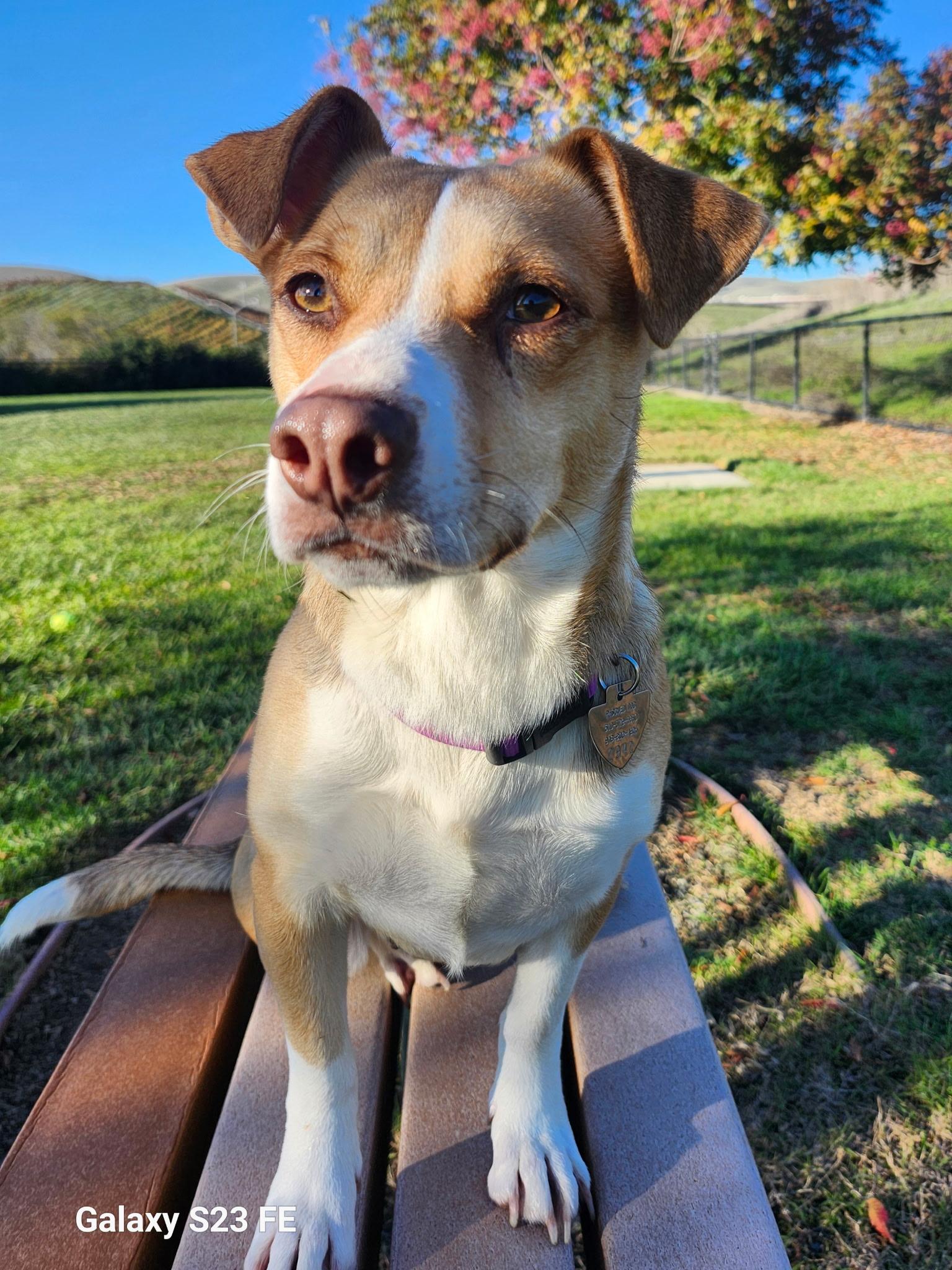 Winnie, a Adoptable mixed breed in Livermore, CA image 3/5