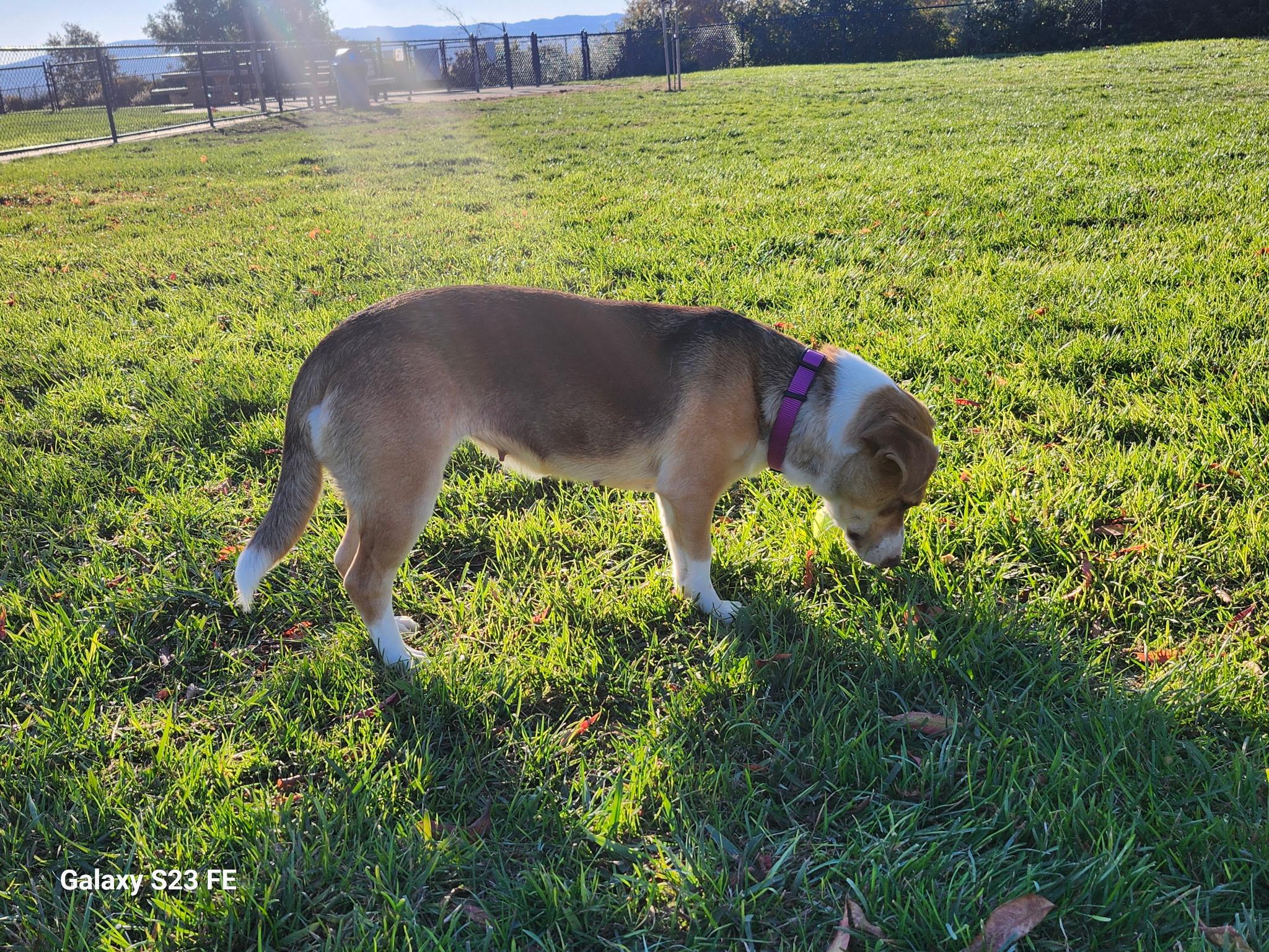 Winnie, a Adoptable mixed breed in Livermore, CA image 4/5