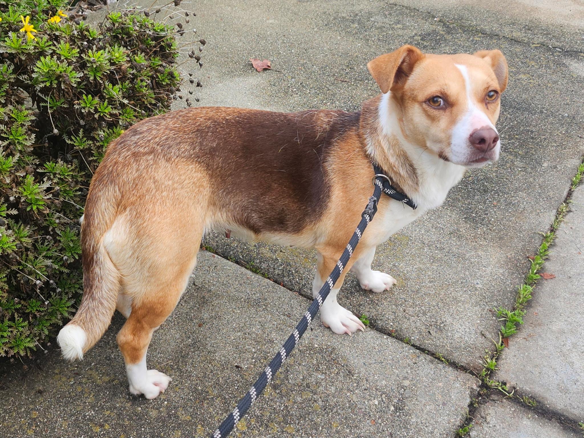 Winnie, a Adoptable mixed breed in Livermore, CA image 1/5