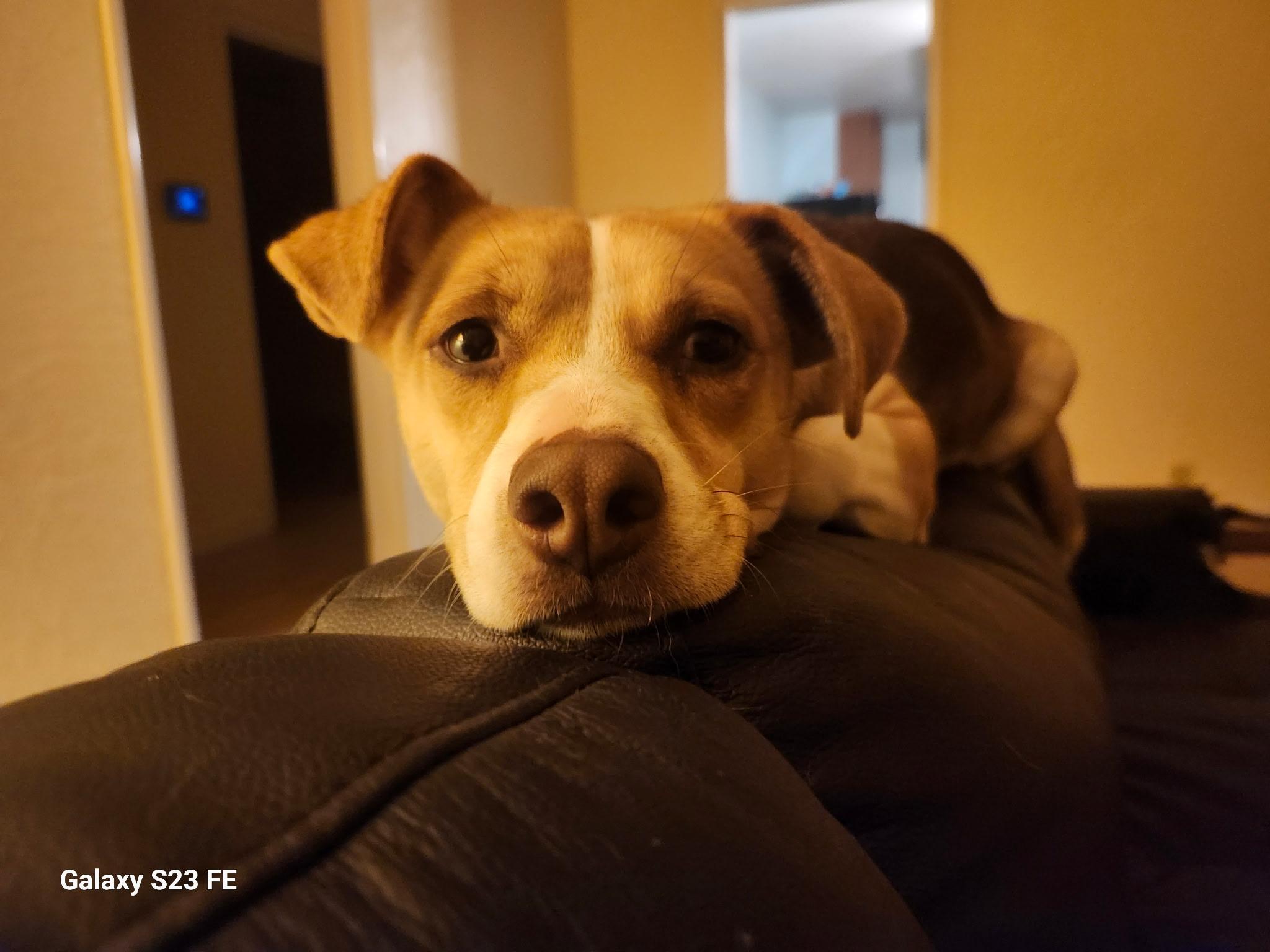 Winnie, a Adoptable mixed breed in Livermore, CA image 2/5