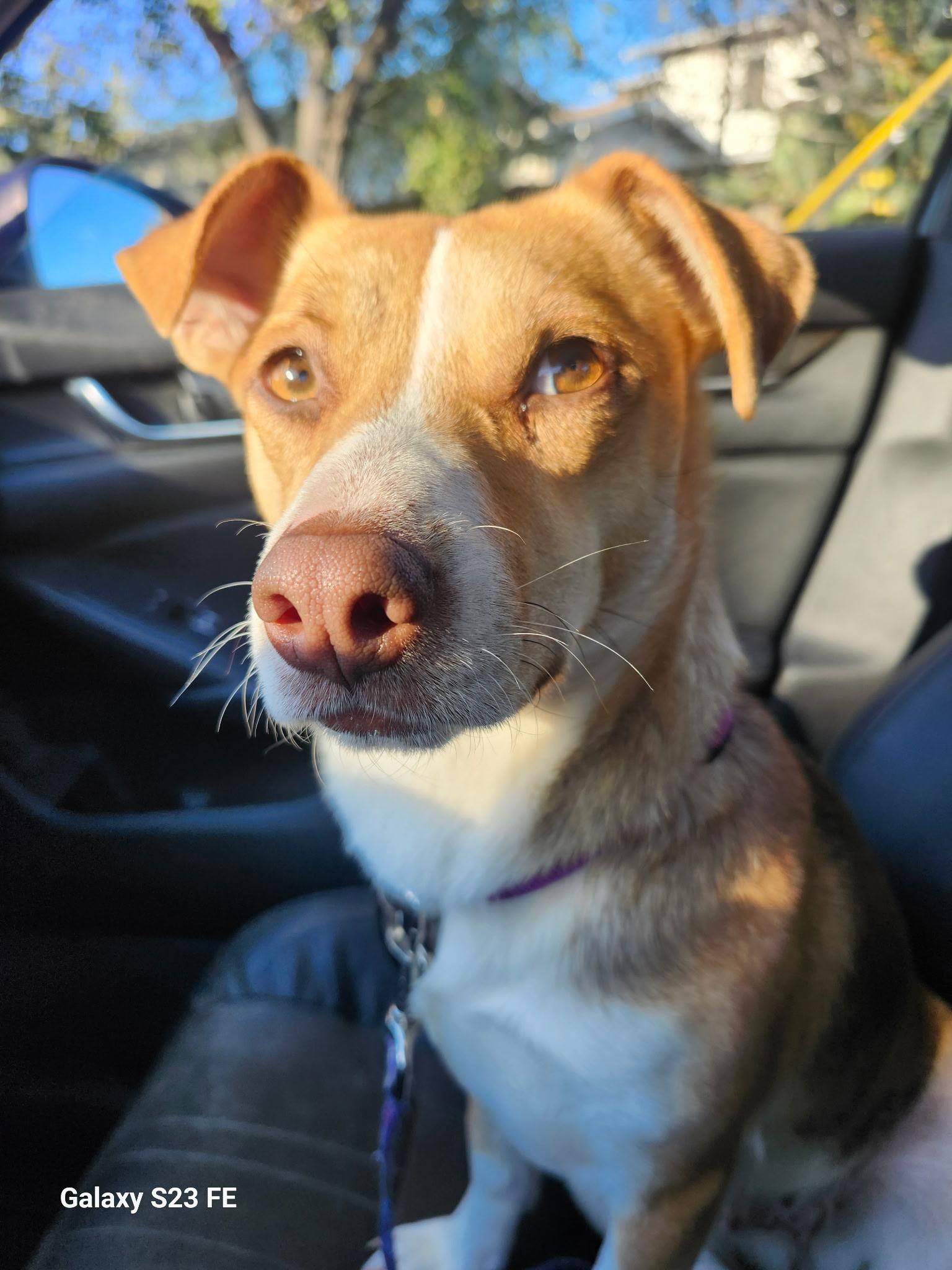 Winnie, a Adoptable mixed breed in Livermore, CA image 5/5