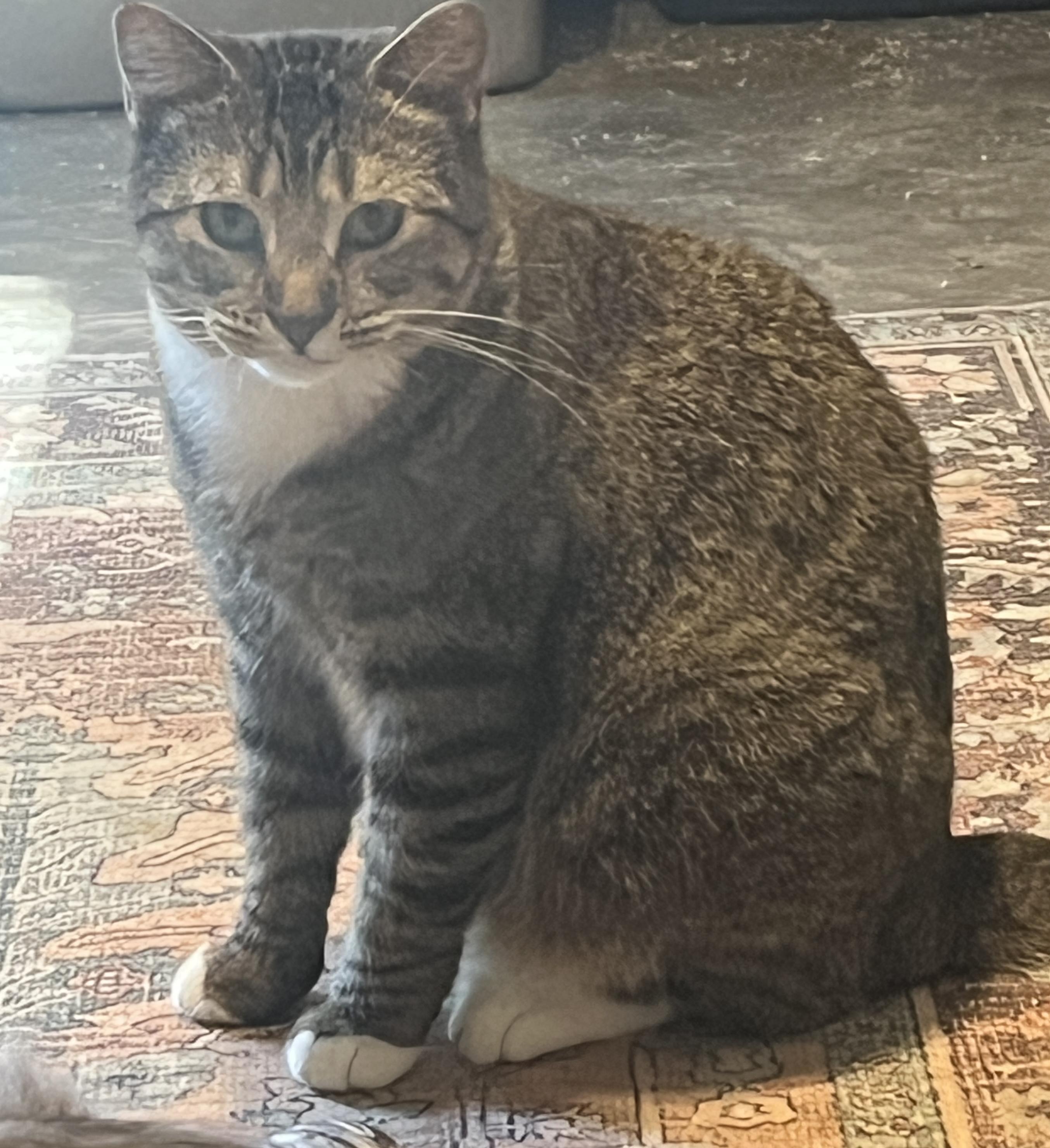 Sadie, adopted, Adult Female Munchkin.