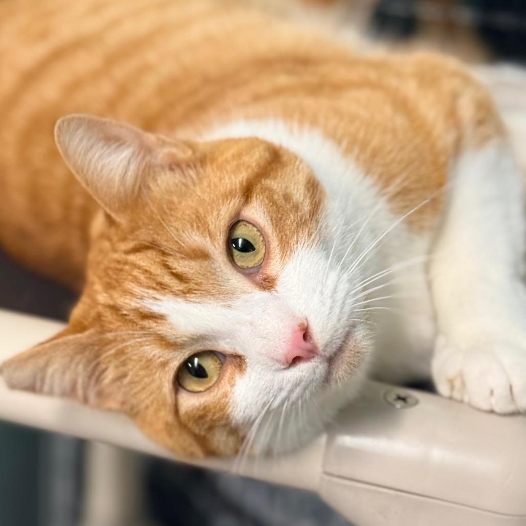 Arlo, a Adoptable Domestic Short Hair in Redwood Valley, CA image 3/5