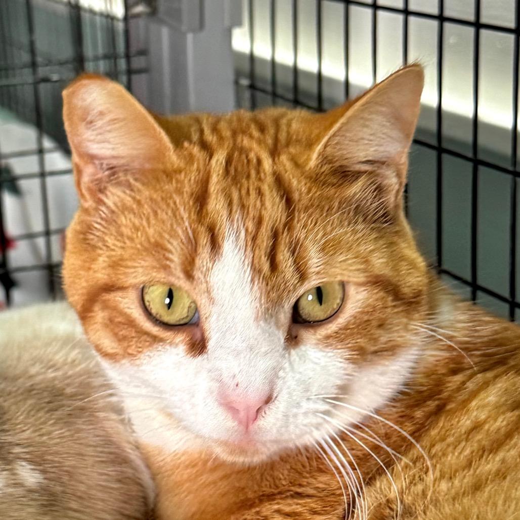 Enlarge Arlo, a Adoptable Domestic Short Hair in Redwood Valley, CA image 3/6