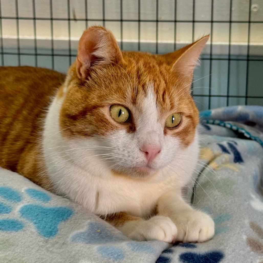 Enlarge Arlo, a Adoptable Domestic Short Hair in Redwood Valley, CA image 4/6