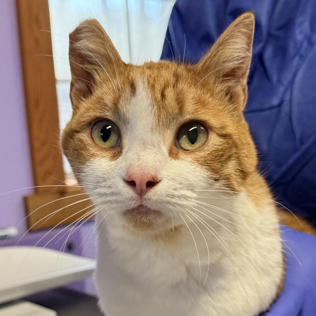 Enlarge Arlo, a Adoptable Domestic Short Hair in Redwood Valley, CA image 4/6