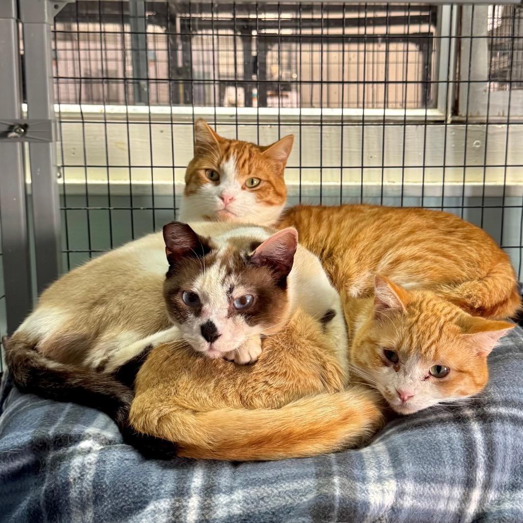 Enlarge Arlo, a Adoptable Domestic Short Hair in Redwood Valley, CA image 5/6