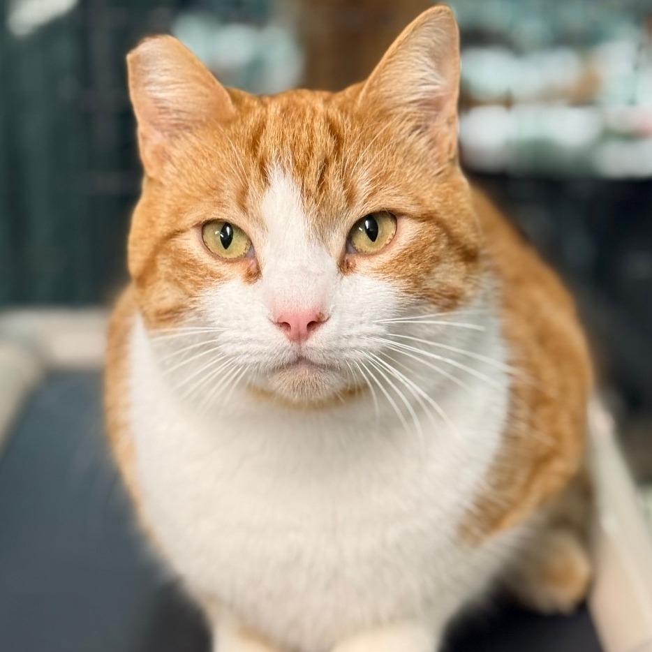 Enlarge Arlo, a Adoptable Domestic Short Hair in Redwood Valley, CA image 6/6