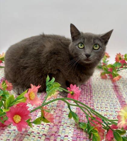 Enlarge Julia, a Adoptable mixed breed in Bowling Green, KY image 2/2