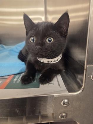 Luna, Adoptable, Kitten Female Domestic Short Hair & Domestic Short Hair.