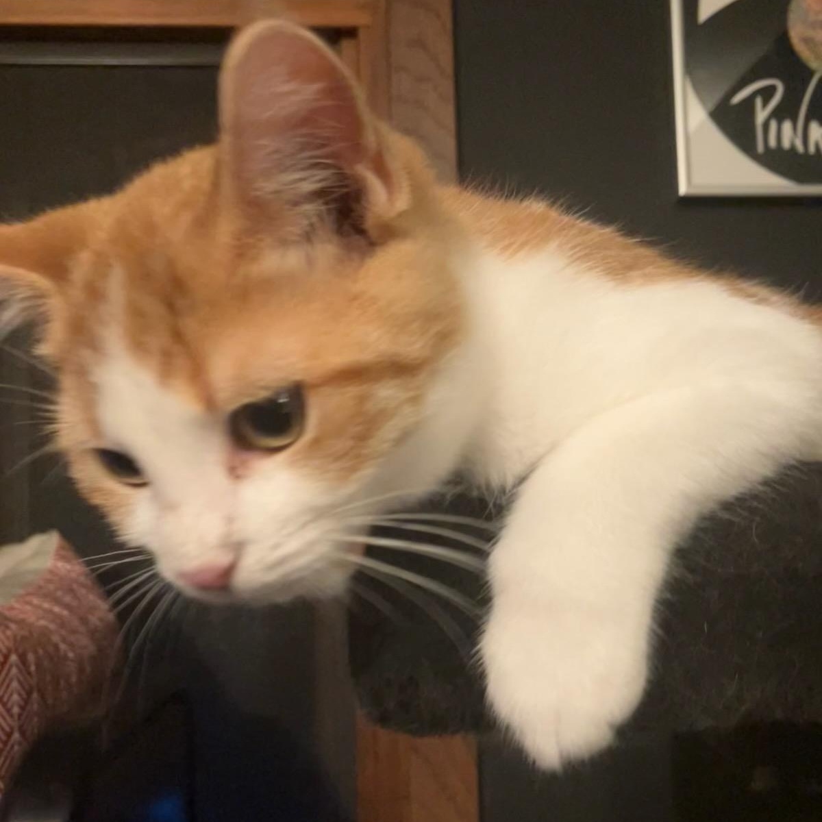 Meatball, a Adoptable Domestic Short Hair image 3/4